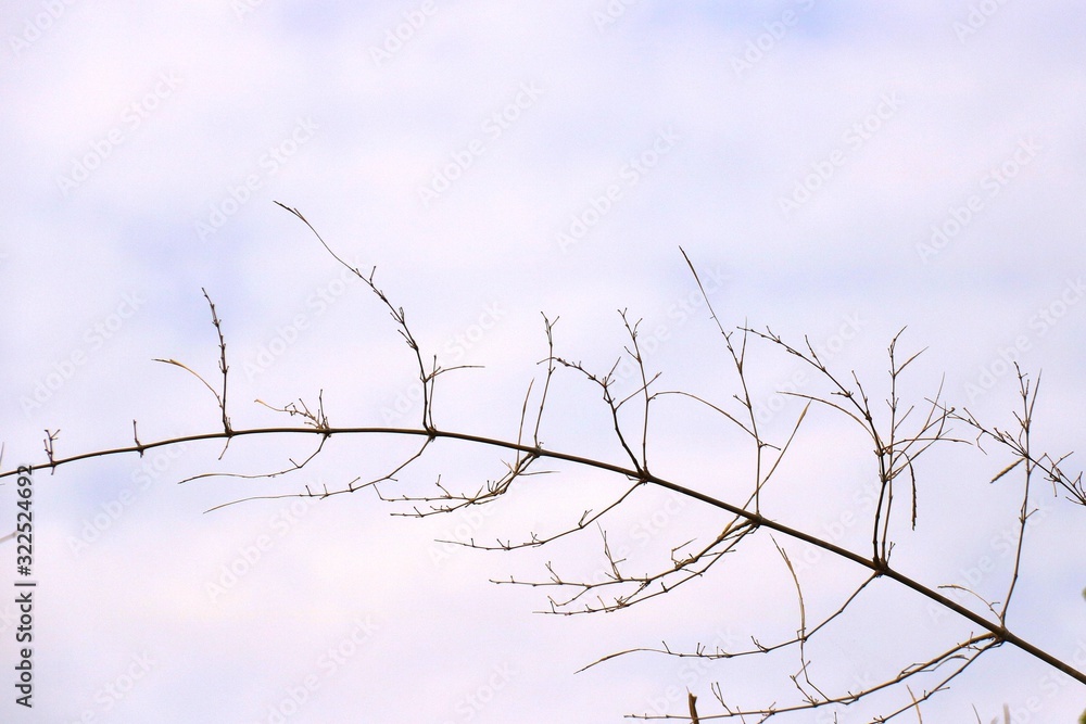 branches of tree on background of blue sky