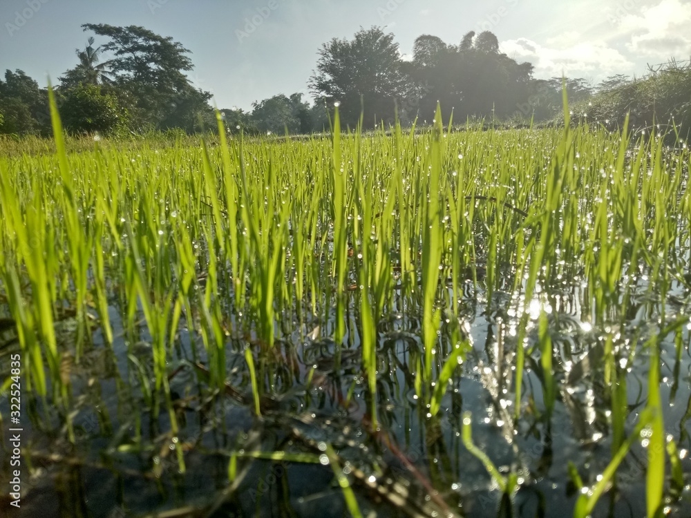 paddy crops in the morning with dew and very cold air illuminated by the morning sun