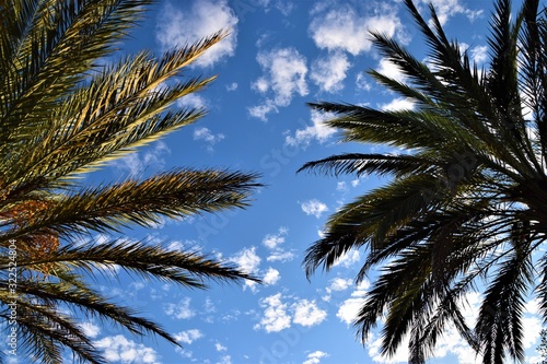 Palm tree tops with blue sky background view from below