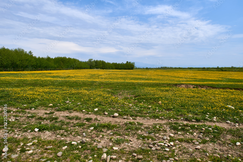 Yellow flowering fields in spring in Georgia