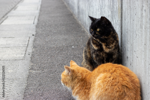 Cat seeing something else at Ogijima Kagawa-Prefecture, Japan photo