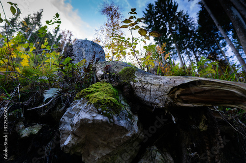 Wald und Flur 