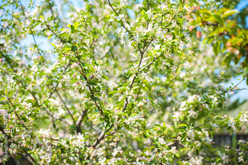 Spring banner of blooming trees. Natural background of spring flowering trees close-up and copy space.