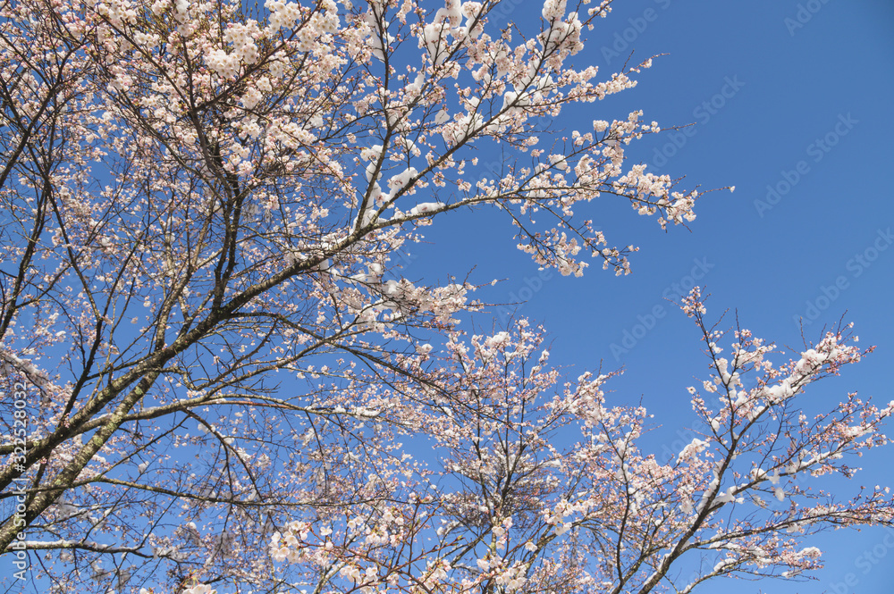 雪と桜 雪と桜