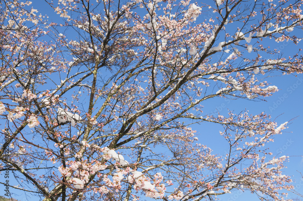 雪と桜