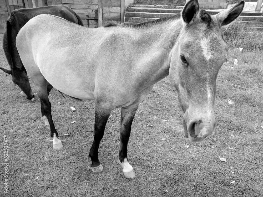 Obraz premium The beauty of the horse looking