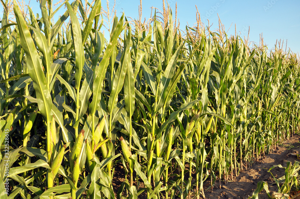Obraz premium In the field on the background of the sky corn grows