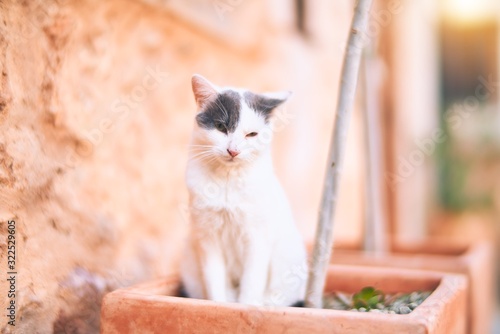 Adorable cat lying down relaxing at town street photo