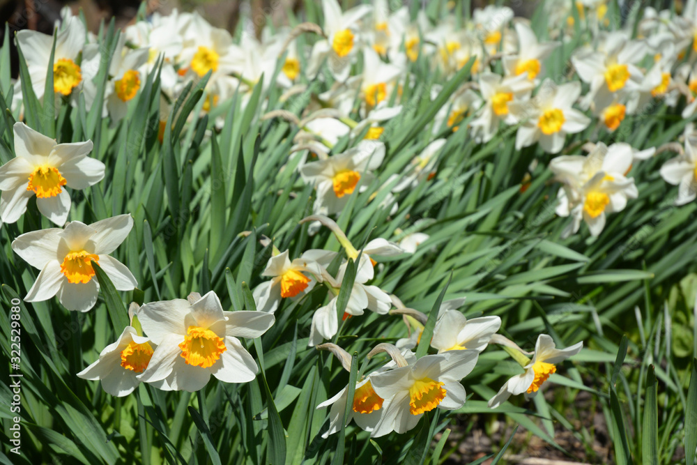 Narcissus flowers in the springtime garden Narcissus flowers in the springtime garden