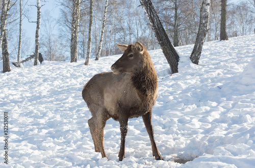 Red deer female in a pasture in winter, Altai