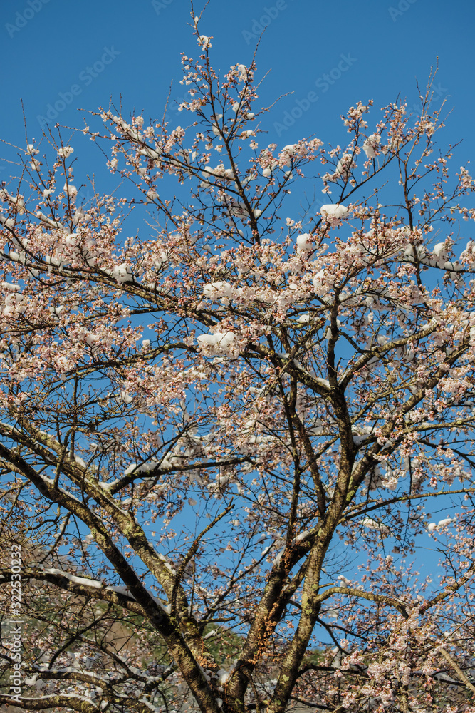 雪と桜