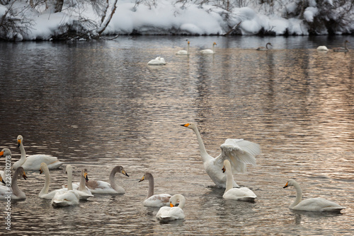 A flock of Whooper swan and ducks wintering on the thermal lake Svetloe (Lebedinoe), Altai Territory, Russia photo