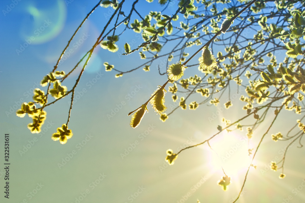 Yellow spring dawn sun and the buds on the willow. Warm morning on a sunny weather. A branches of a blossom tree against the blue sky. Yellow spring dawn sun and the buds on the willow. Warm morning on a sunny weather. A branches of a blossom tree against the blue sky.