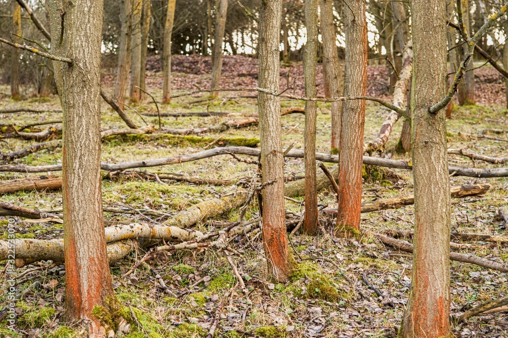 Forest and trees destroyed and broken by storm. Forest and trees destroyed and broken by storm.
