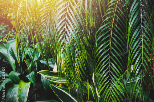Fototapeta Naklejka Na Ścianę i Meble -  Tropical greenhouse. Exotic green plants in garden. Sun rays on a green palm leaves.