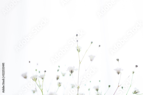 部屋の花瓶に飾ったかすみ草の一輪挿しのアップ © ヒヤスン子
