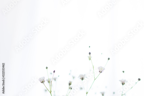 部屋の花瓶に飾ったかすみ草の一輪挿しのアップ © ヒヤスン子