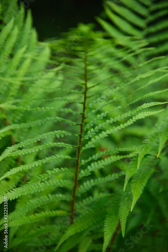 Bright green Scandinavian forest fern leafs photo. 