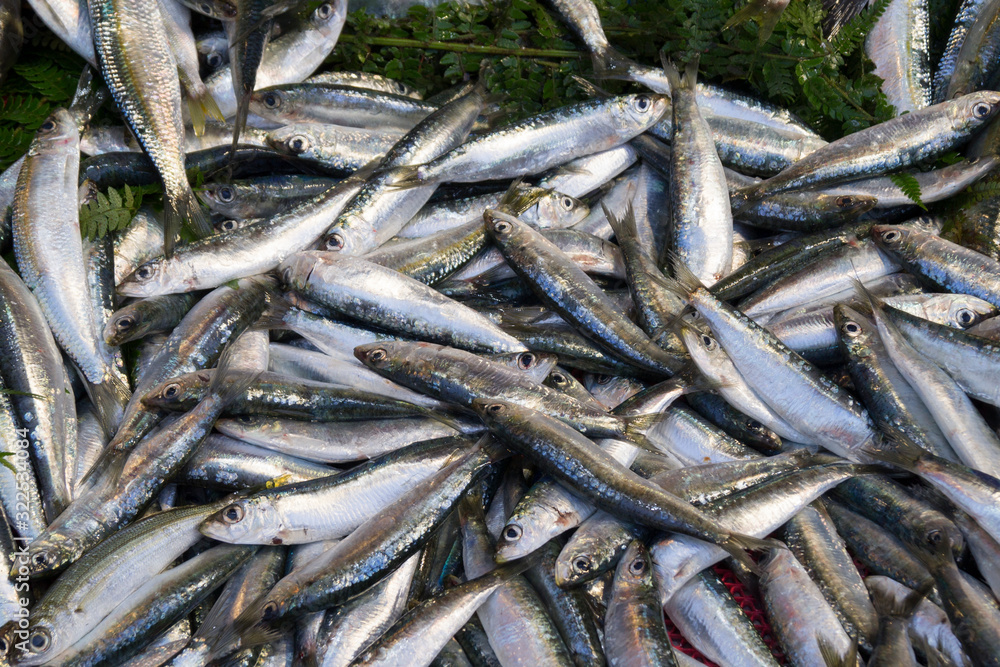 a lot of small silver fish on the counter a lot of small silver fish on the counter