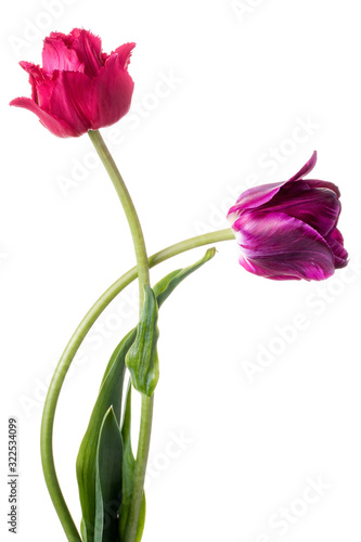 Pair of different colorful tulips isolated on a white background