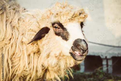 Sheep before shearing
