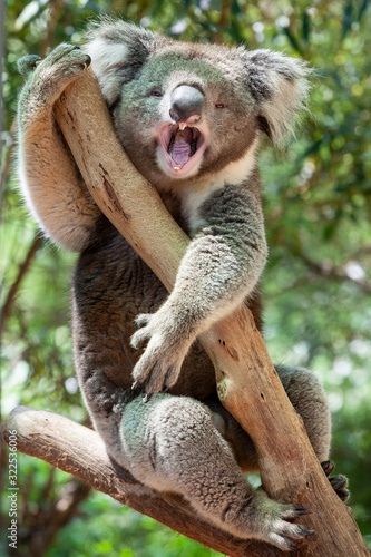 Photography Koala bear yawning while clinging to a tree in Victoria, Australia