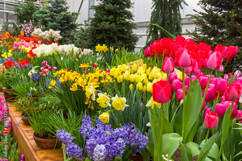 Beautiful bright colorful flowers