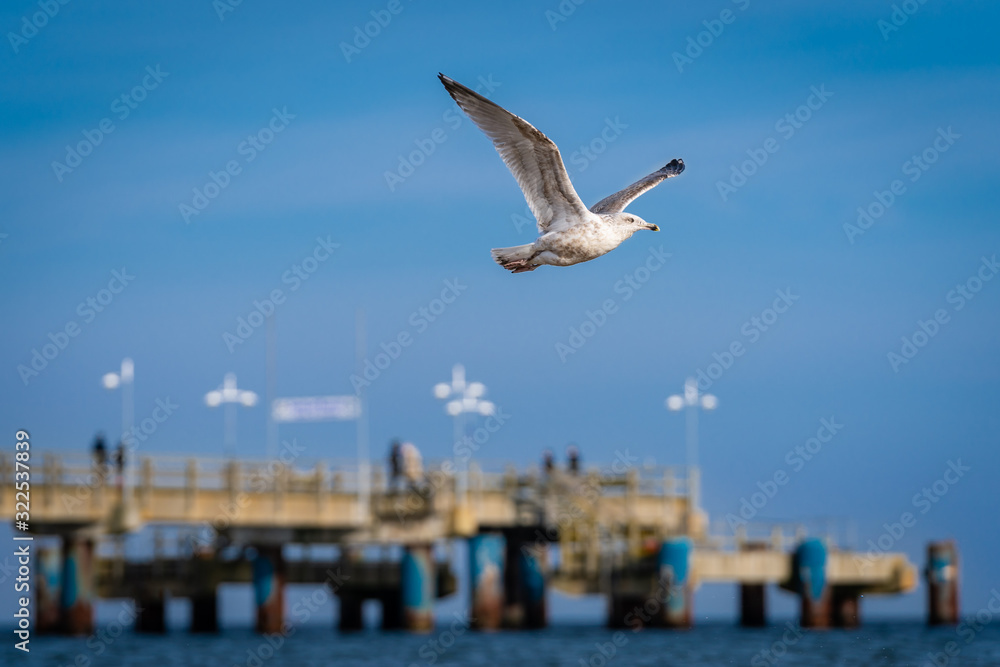 Möwe an der Seeeebrücke