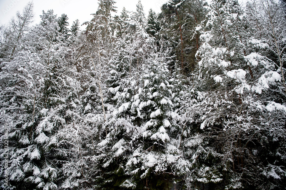 Trees, spruce after snowfall covered with snow. Winter landscape, Czech Republic, Czech Krumlov