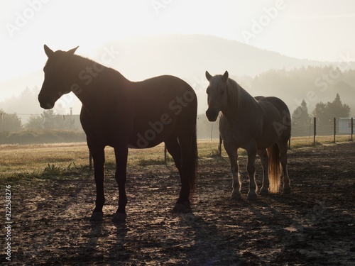 Horses in the morning mist on the pasture in October