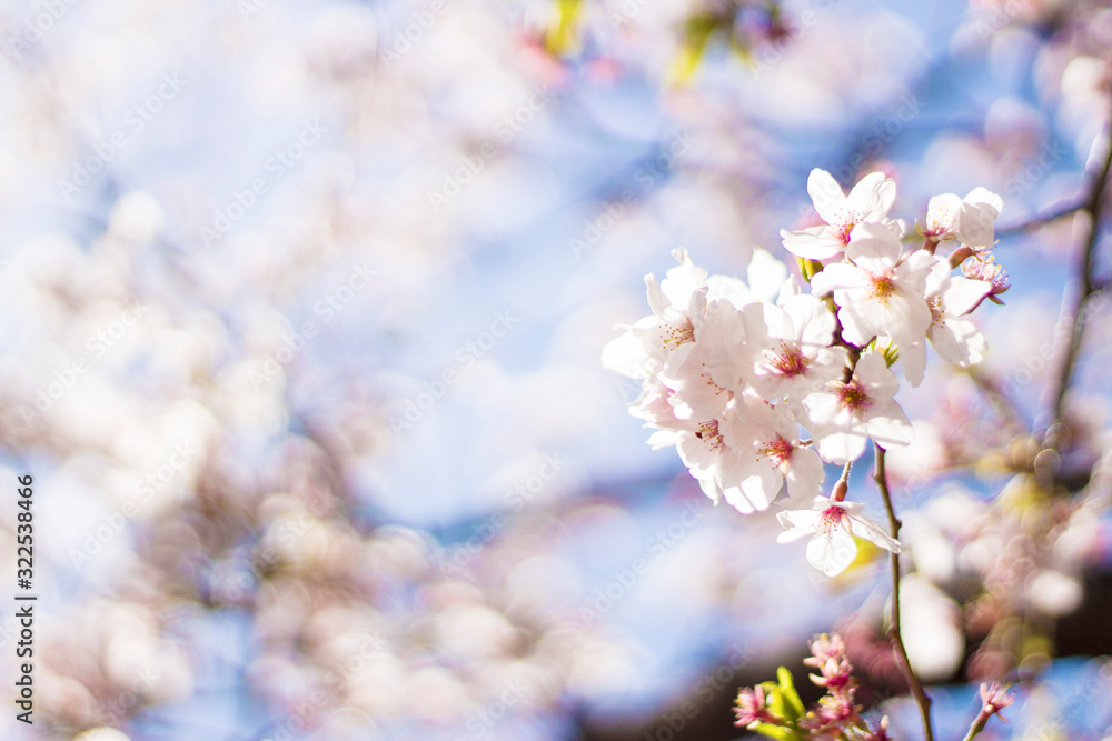 満開の桜の花 春のイメージ 満開の桜の花 春のイメージ