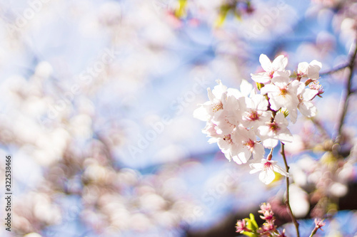 満開の桜の花 春のイメージ