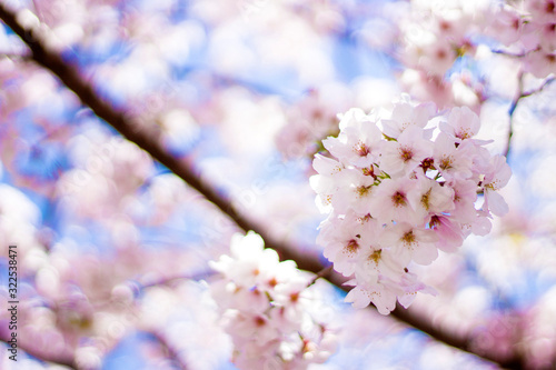 満開の桜の花 春のイメージ