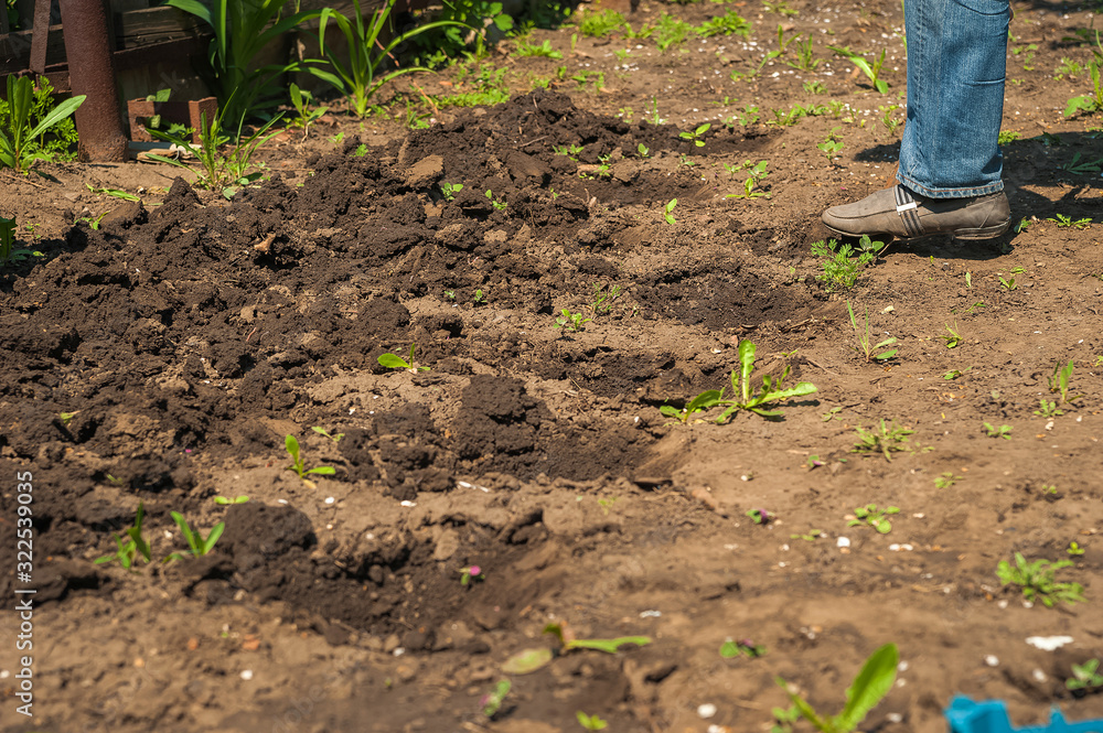 Spring sowing potatoes in the ground. A man plants and digs potatoes close-up and copy space. Spring sowing potatoes in the ground. A man plants and digs potatoes close-up and copy space.