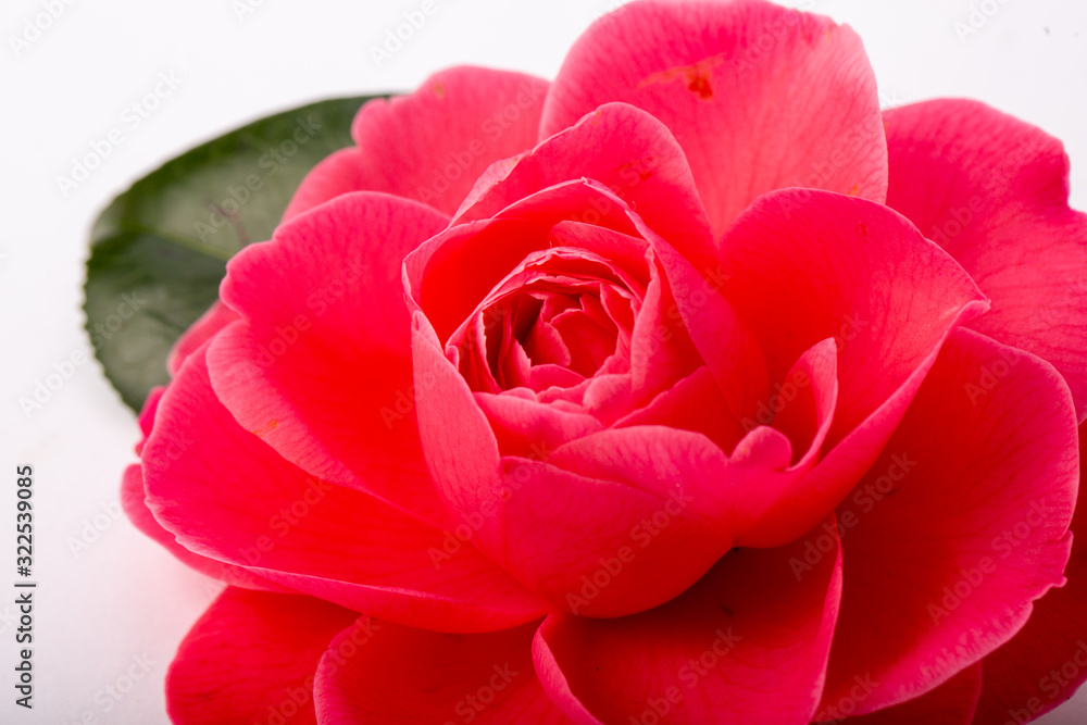 Flor de camelia sobre fondo blanco Flor de camelia sobre fondo blanco