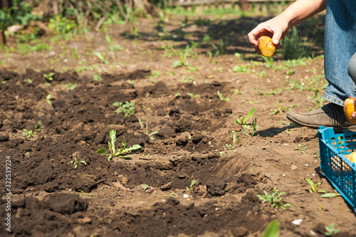 Spring sowing potatoes in the ground. A man plants and digs potatoes close-up and copy space.