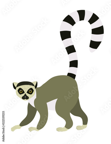 Ring tailed lemur (Lemur catta). Vector illustration, isolated on white.