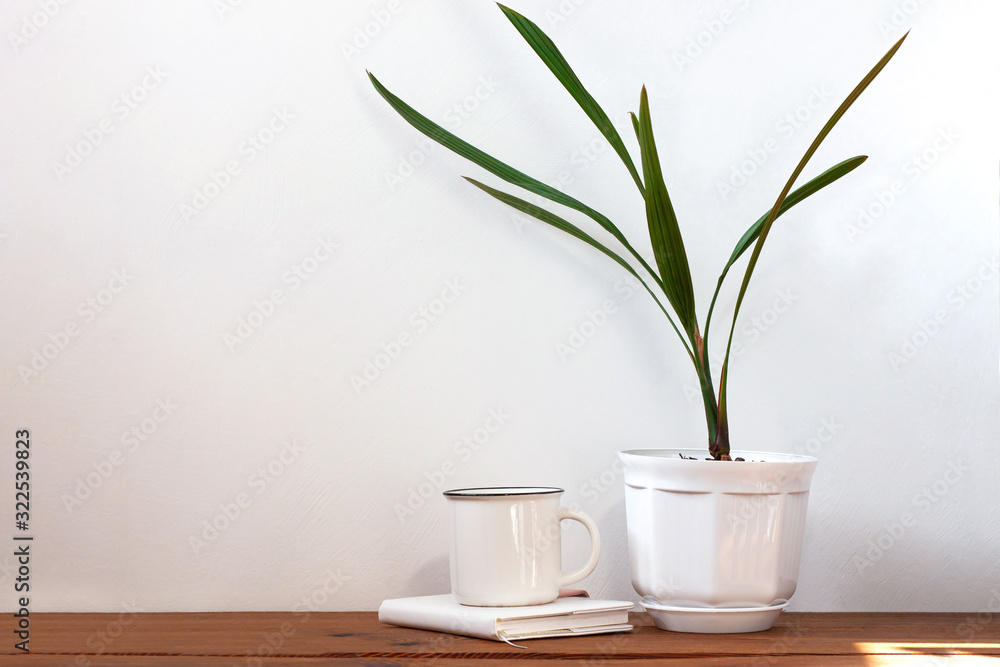 Date palm tree in white pot. Minimalistic home interior decor, urban jungle. Earth day, eco workspace house concept. Creative plants space in minimal style. Copy space, light colors. Green palm leaves