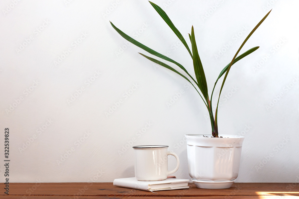 Date palm tree in white pot. Minimalistic home interior decor, urban jungle. Earth day, eco workspace house concept. Creative plants space in minimal style. Copy space, light colors. Green palm leaves Date palm tree in white pot. Minimalistic home interior decor, urban jungle. Earth day, eco workspace house concept. Creative plants space in minimal style. Copy space, light colors. Green palm leaves