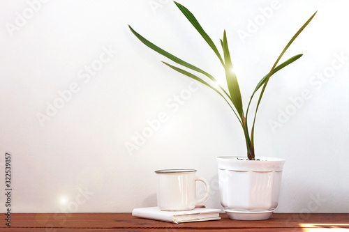 Date palm tree in white pot. Minimalistic home interior decor  urban jungle. Earth day  eco workspace house concept. Creative plants space in minimal style. Copy space  light colors. Green palm leaves