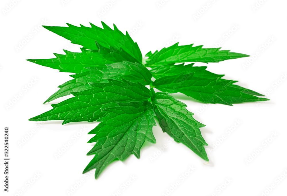 Valerian herb flower sprigs isolated on a white background. Valerian herb flower sprigs isolated on a white background.