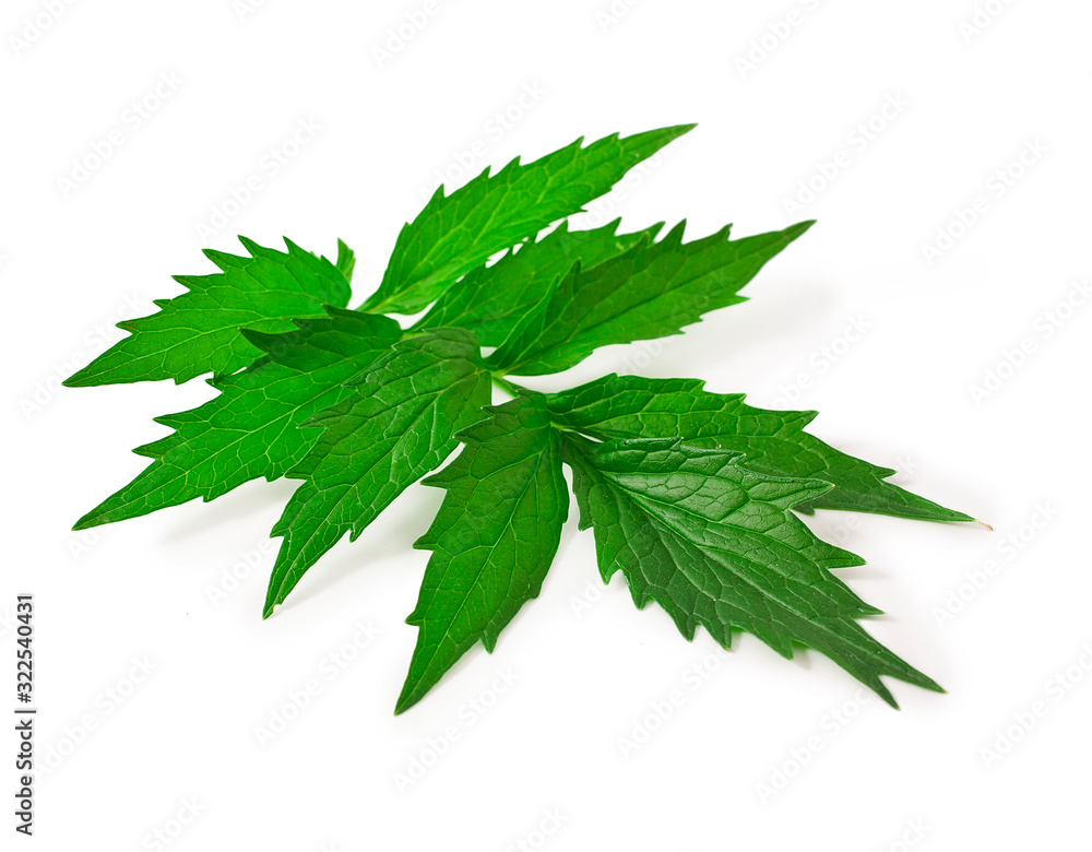 Valerian herb flower sprigs isolated on a white background. Valerian herb flower sprigs isolated on a white background.