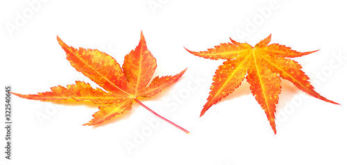 Schilderij op canvas Yellow japanese maple tree leaves (Acer palmatum) isolated on a white background