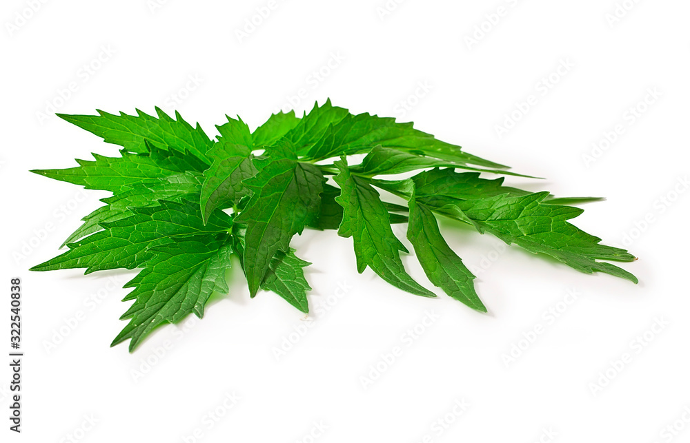 Valerian herb flower sprigs isolated on a white background. Valerian herb flower sprigs isolated on a white background.