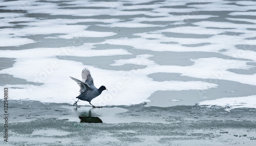 Canard sur lac gelé