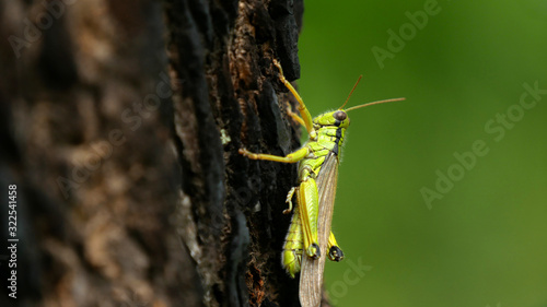 Close-up of a grasshopper on the trunk with green background