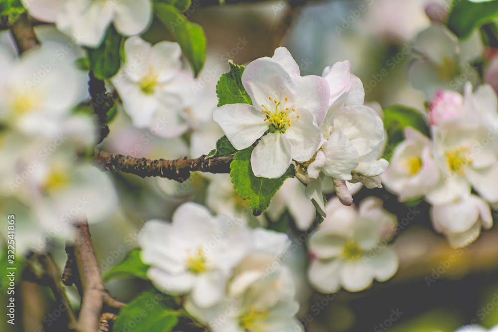 There are a lot of white blossoms on the Apple tree. Fluffy delicate petals on thin branches and green leaves. Spring mood and beautiful nature.