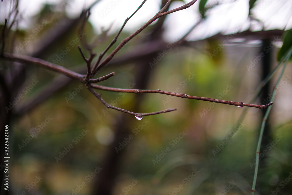 A drop of water falls from an orange from a leafless branch. A drop of water falls from an orange from a leafless branch.