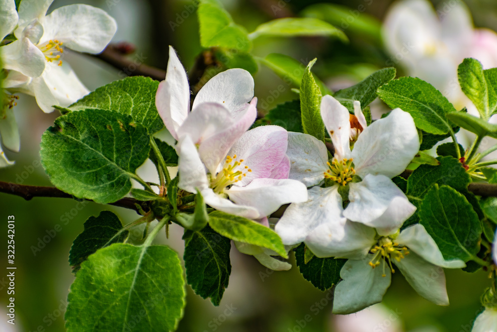 Obraz premium There are a lot of white blossoms on the Apple tree. Fluffy delicate petals on thin branches and green leaves. Spring mood and beautiful nature.
