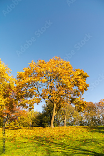 Autumn gold leaves and green grassland in the sunlight against the blue sky